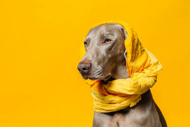 Liebenswerter reinrassiger Weimaraner-Hund mit gelbem Kopftuch auf dem Kopf sitzt vor gelbem Hintergrund im Studio - ADSF22942
