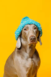 Liebenswerter lustiger reinrassiger Weimaraner-Hund mit blauer Strickmütze vor gelbem Hintergrund im Studio sitzend - ADSF22943