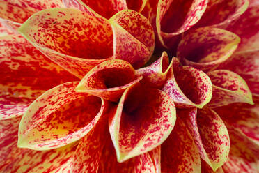 Close up of orange dahlia - STSF02934