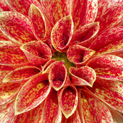 Close up of orange dahlia - STSF02936