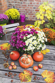 Herbsternte mit Blumenstrauß aus blühenden Chrysanthemen, Kastanien, Äpfeln, Kürbis, Kürbissen und Traubenblättern - GWF06970