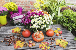 Herbsternte mit Blumenstrauß aus blühenden Chrysanthemen, Kastanien, Äpfeln, Kürbis, Kürbissen und Traubenblättern - GWF06971