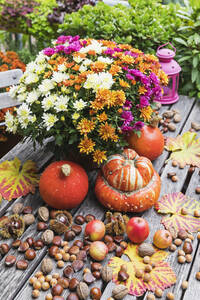 Herbsternte mit Blumenstrauß aus blühenden Chrysanthemen, verschiedenen Nüssen, Äpfeln, Kürbis, Kürbissen und Weinblättern - GWF06972