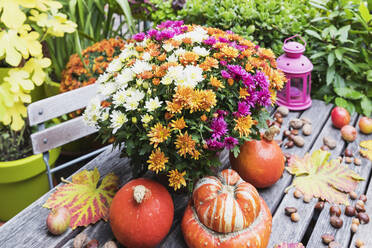 Herbsternte mit Blumenstrauß aus blühenden Chrysanthemen, Kastanien, Äpfeln, Kürbis, Kürbissen und Traubenblättern - GWF06973