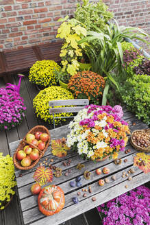 Balcony table with autumn harvest including bouquet of blooming chrysanthemums, various nuts, apples, pumpkin, plums and grape leaves with potted flowers in background - GWF06978