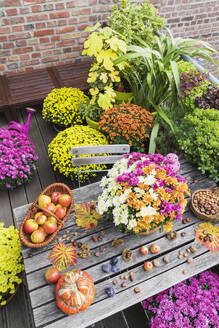 Balkontisch mit Herbsternte mit Blumenstrauß aus blühenden Chrysanthemen, verschiedenen Nüssen, Äpfeln, Kürbis, Pflaumen und Weinblättern mit Topfblumen im Hintergrund - GWF06978