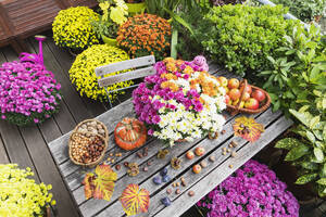 Balkontisch mit Herbsternte mit Blumenstrauß aus blühenden Chrysanthemen, verschiedenen Nüssen, Äpfeln, Kürbis, Pflaumen und Weinblättern mit Topfblumen im Hintergrund - GWF06979