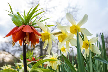 Kaiserkrone (Fritillaria imperialis) zwischen blühenden Narzissen (Narcissus) - NDF01279