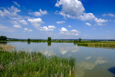 Deutschland, Franken, Uehlfeld, Karpfenteich - LBF03518