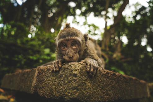 Kleiner Makake, der sich auf einem rauen Stein vor einem Baum ausruht und in die Kamera schaut, an einem Sommertag in Indonesien - ADSF23026