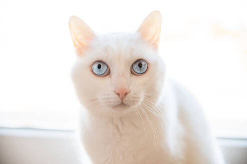 Nahaufnahme der fokussierten Katze mit weißem Fell, die wegschaut, während sie in der Nähe des glänzenden Fensters im Haus ruht - ADSF23100