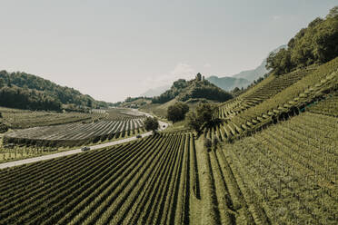 Leerer Weinberg an einer Landstraße in Südtirol, Bozen, Italien - MJRF00395