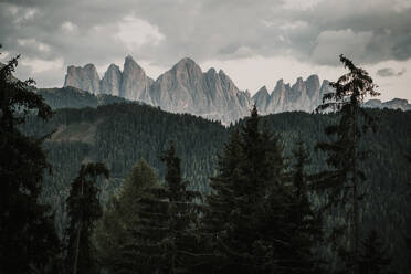 Coniferous trees by Dolomites mountain ranges in South Tyrol, Italy - MJRF00398