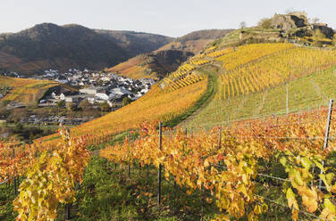 Deutschland, Rheinland-Pfalz, Mayschoss, Gelbe Herbstweinberge im Ahrtal mit Dorf im Hintergrund - GWF06983