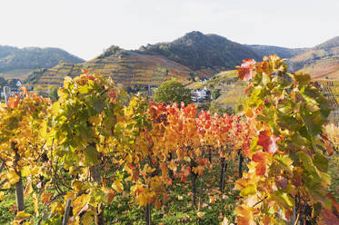 Germany, Rhineland-Palatinate, Mayschoss, Yellow autumn vineyard in Ahr Valley - GWF06986