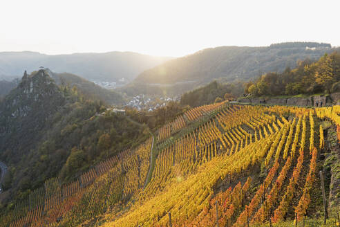 Germany, Rhineland-Palatinate, Altenahr, Yellow hillside vineyard in Ahr Valley at sunset - GWF06987