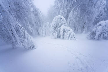 Schneebedeckte Bäume auf der Hochebene von Pian delle Macinare, Umbrien, Italien - LOMF01294