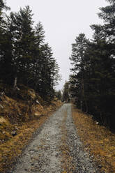 Spanien, Huesca, Benasque, Fußweg durch den Wald an einem Herbsttag - ACPF01207