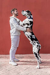 Side view of happy young unshaven male in casual clothes and adorable obedient Harlequin Great Dane dog hugging each other against red background - ADSF23153