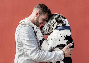 Side view of happy young unshaven male in casual clothes and adorable obedient Harlequin Great Dane dog hugging each other against red background - ADSF23154
