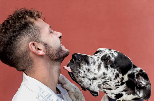 Seitenansicht eines glücklichen jungen unrasierten Mannes in Freizeitkleidung und eines liebenswerten gehorsamen Harlekin Doggenhundes, die sich vor rotem Hintergrund umarmen - ADSF23155