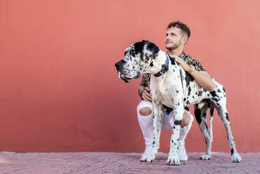 Young bearded guy in stylish outfit sitting on haunches and stroking obedient Harlequin Great Dane dog against red wall on street - ADSF23160