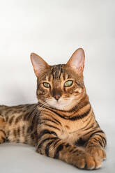 Ginger Bengalkatze mit grünen Augen Nahaufnahme auf einem weißen Hintergrund allein - CAVF94015