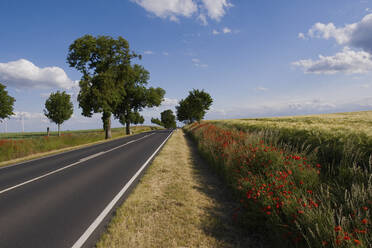 Wildflowers growing along sunny idyllic rural road, Brandenburg, Germany - FSIF05611