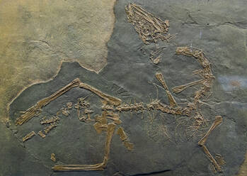 Ausgestellte Fossilien, Museum der Fossilien von Meride, UNESCO-Welterbe, Monte San Giorgio, Schweiz, Europa - RHPLF19632