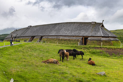 Weidende Pferde vor dem rekonstruierten Langhaus im Wikingermuseum Lofotr, Vestvagoy, Lofoten, Nordland, Norwegen, Skandinavien, Europa - RHPLF19651