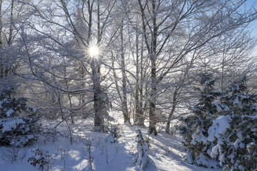 Deutschland, Baden Württemberg, Zollernalb, Sonne scheint durch kahle Bäume im Winter - RUEF03258