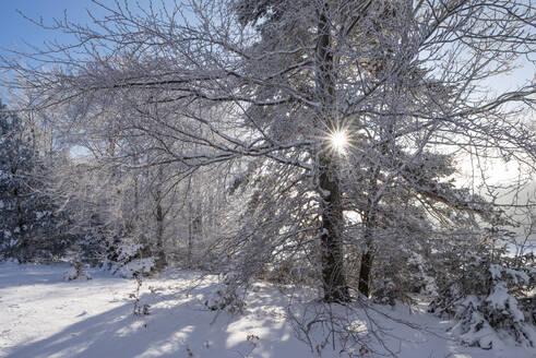 Deutschland, Baden Württemberg, Zollernalb, Sonne scheint durch kahle Bäume im Winter - RUEF03259