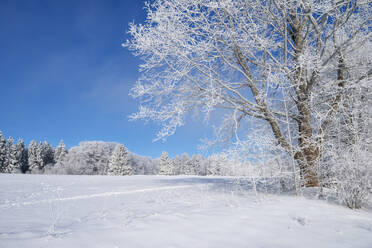 Deutschland, Baden Württemberg, Zollernalb, Winterlandschaft mit Raureif auf Bäumen unter blauem Himmel - RUEF03261