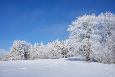 Deutschland, Baden Württemberg, Zollernalb, Winterlandschaft mit Raureif auf Bäumen unter blauem Himmel - RUEF03262