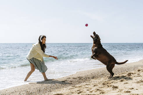 Frau und Labradorhund spielen am Wochenende mit Ball am Strand - AFVF08680