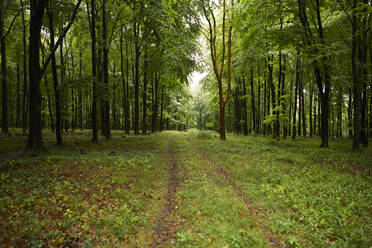 Der Weg zum Wald - PMF01780