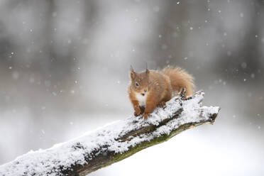 Rotes Eichhörnchen (Sciurus vulgaris) auf einem schneebedeckten Ast sitzend - MJOF01861