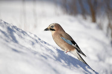 Portrait of Eurasian jay (Garrulus glandarius) standing in snow - MJOF01862