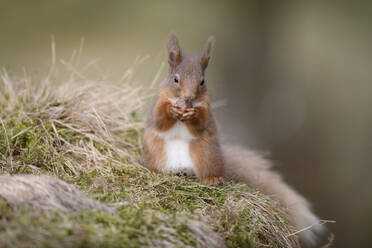 Porträt eines eurasischen roten Eichhörnchens (Sciurus vulgaris) bei der Nahrungsaufnahme im Freien - MJOF01865