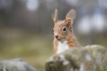 Porträt eines roten Eichhörnchens (Sciurus vulgaris) hinter einem Felsen stehend - MJOF01866