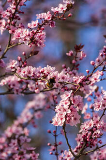 Hummel beim Fressen von Blüten der Japanischen Pflaume - NDF01286