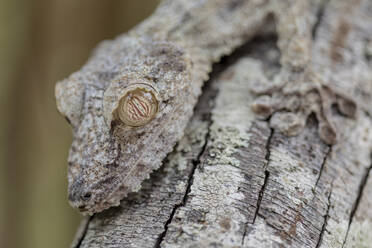 Nahaufnahme eines Madagaskar-Geckos, der auf einem Baum sitzt und sich mit den Ästen tarnt - ADSF23253
