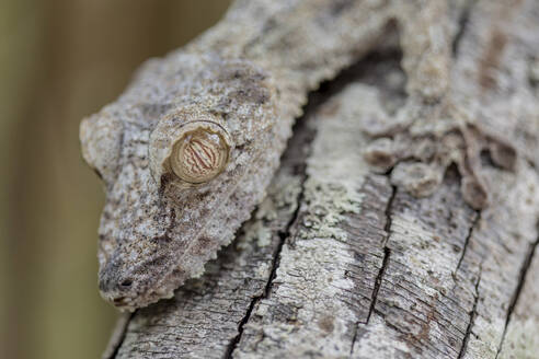 Close-up of a Madagascar Gecko perched on a tree and camouflaged with the branches - ADSF23253