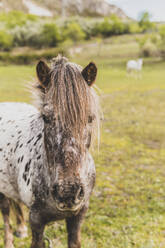 Vorderansicht des Ponykopfes - MGRF00212