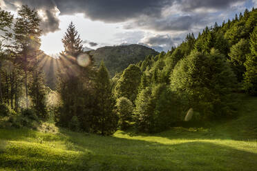 Leere Grasfläche mit Kiefern an einem sonnigen Tag in der Provinz Brescia, Lombardei, Italien - MAMF01750