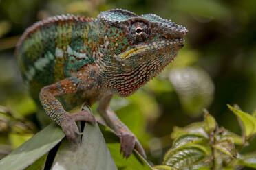 Erstaunliches Chamäleon auf einem moosbewachsenen Zweig auf Madagaskar - ADSF23467