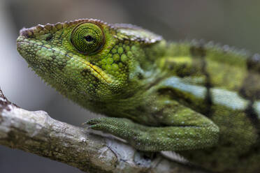 Erstaunliches Chamäleon auf einem moosbewachsenen Zweig auf Madagaskar - ADSF23468