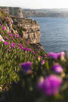 Klippen mit Carpobrotus Edulis-Blüten am Meer - JAQF00582