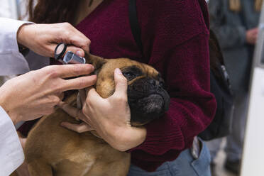 Female veterinarian examining French Bulldog with otoscope at clinic - PNAF01478