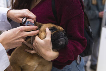 Tierärztin untersucht französische Bulldogge mit Otoskop in der Klinik - PNAF01478